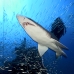 shark_tiger_sand_atlas_v_0377_nca0836.jpg